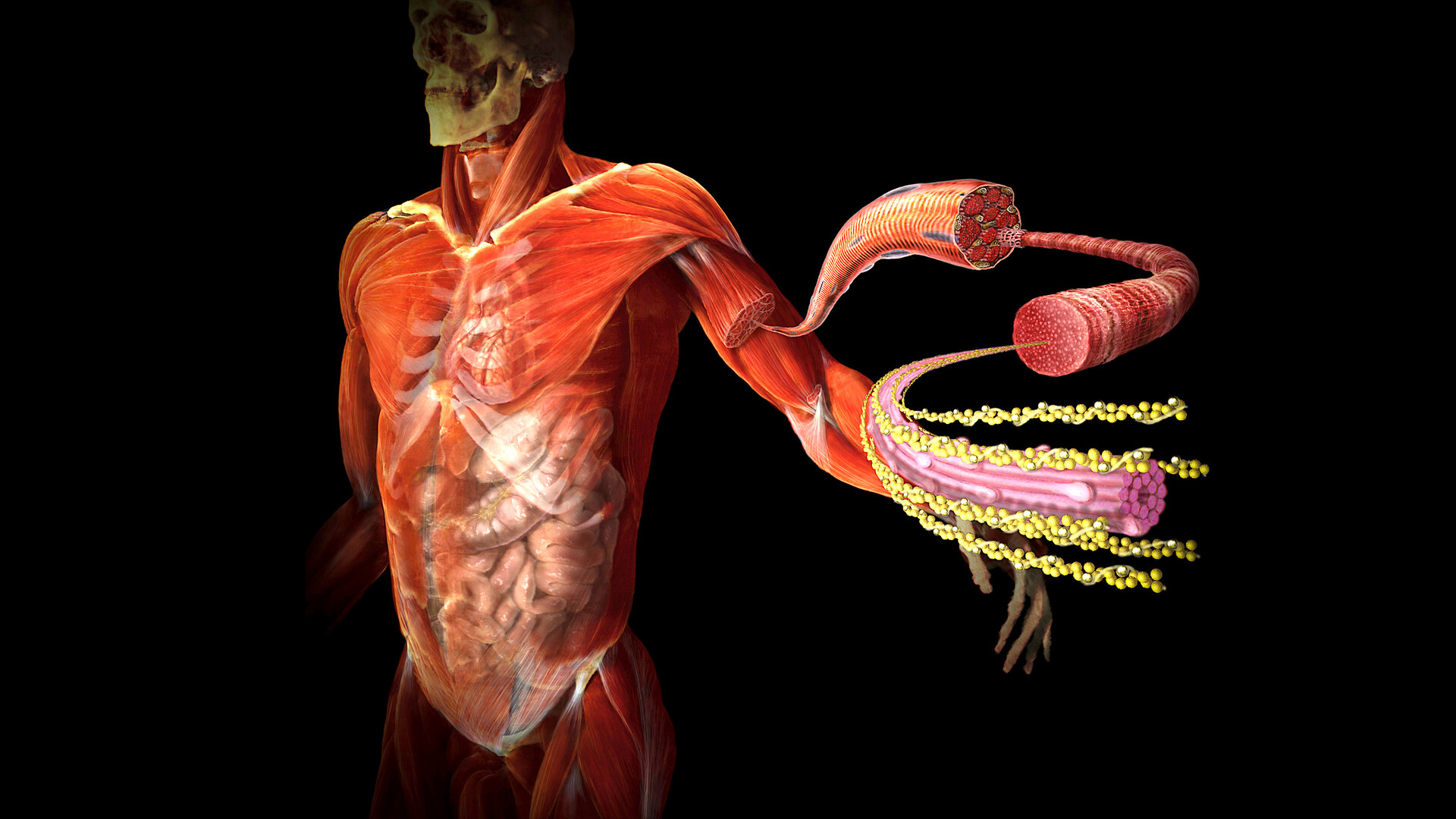 Das stärkste körpereigene Antidepressivum